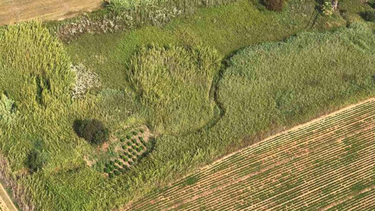 Ελικόπτερο της ΕΛ.ΑΣ. εντόπισε φυτεία κάνναβης με 51 δενδρύλλια στη Μεσσήνη